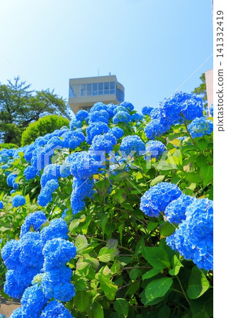 格雷托塔和盛開的繡球花位於立花公園 | 繡球花在湛藍的天空下熠熠生輝,青森縣八戶市 格雷托塔和盛開的繡球花位於立花公園 | 繡球花在湛藍的天空下熠熠生輝,青森縣八戶市 141332419