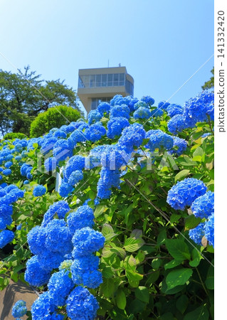 Gretto Tower and hydrangeas in full bloom at Tatehana Park | Hydrangeas shining against a clear blue sky, Hachinohe City, Aomori Prefecture Gretto Tower and hydrangeas in full bloom at Tatehana Park | Hydrangeas shining against a clear blue sky, Hachinohe City, Aomori Prefecture 141332420