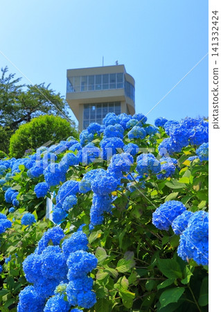 Gretto Tower and hydrangeas in full bloom at Tatehana Park | Hydrangeas shining against a clear blue sky, Hachinohe City, Aomori Prefecture Gretto Tower and hydrangeas in full bloom at Tatehana Park | Hydrangeas shining against a clear blue sky, Hachinohe City, Aomori Prefecture 141332424