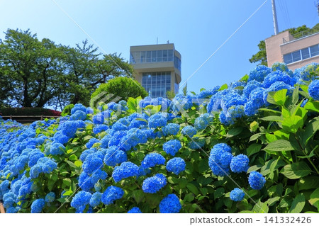 Gretto Tower and hydrangeas in full bloom at Tatehana Park | Hydrangeas shining against a clear blue sky, Hachinohe City, Aomori Prefecture Gretto Tower and hydrangeas in full bloom at Tatehana Park | Hydrangeas shining against a clear blue sky, Hachinohe City, Aomori Prefecture 141332426