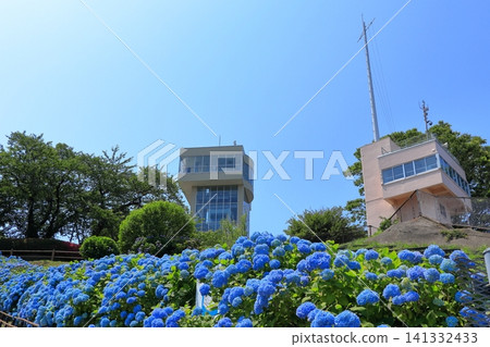 格雷托塔和盛開的繡球花位於立花公園 | 繡球花在湛藍的天空下熠熠生輝,青森縣八戶市 格雷托塔和盛開的繡球花位於立花公園 | 繡球花在湛藍的天空下熠熠生輝,青森縣八戶市 141332433