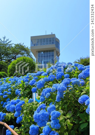 格雷托塔和盛開的繡球花位於立花公園 | 繡球花在湛藍的天空下熠熠生輝,青森縣八戶市 格雷托塔和盛開的繡球花位於立花公園 | 繡球花在湛藍的天空下熠熠生輝,青森縣八戶市 141332434