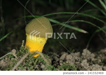 Wild mushroom: Boletus edulis, a young mushroom with an olive-green cap and a yellowish stem. Found in a mixed forest in July. Wild mushroom: Boletus edulis, a young mushroom with an olive-green cap and a yellowish stem. Found in a mixed forest in July. 141332469
