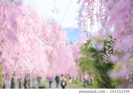 Beautiful weeping cherry tree-lined street: Nichu Line Weeping Cherry Blossom Promenade, Fukushima Prefecture Beautiful weeping cherry tree-lined street: Nichu Line Weeping Cherry Blossom Promenade, Fukushima Prefecture 141332595