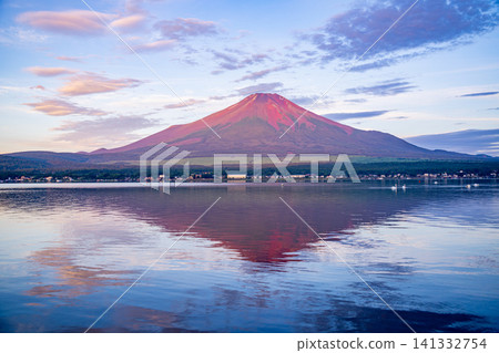 [Yamanashi Prefecture] A summer tradition: Mount Fuji rising above Lake Yamana and swans on the lake. 141332754