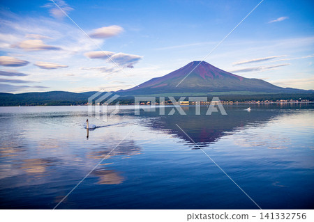 【山梨縣】夏季傳統:富士山聳立於山名湖之上,湖中天鵝悠然游弋。 【山梨縣】夏季傳統:富士山聳立於山名湖之上,湖中天鵝悠然游弋。 141332756