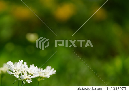 左下角盛開著奧拉亞花,背景是綠色的散景。 左下角盛開著奧拉亞花,背景是綠色的散景。 141332975