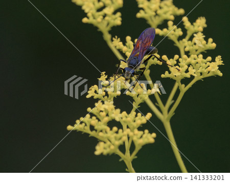 Ominaeshi 訪花昆蟲 Antidae 黑黃蜂 ♀ Ominaeshi 訪花昆蟲 Antidae 黑黃蜂 ♀ 141333201