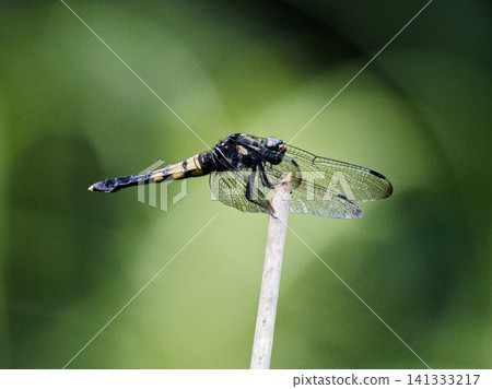 Dragonfly perched on a branch, Odonata, female Dragonfly perched on a branch, Odonata, female 141333217