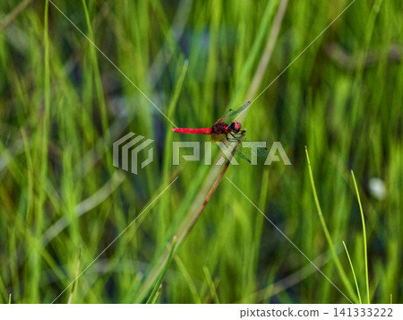 The smallest dragonfly in Japan, the Odonata family, Hachotombo (male) The smallest dragonfly in Japan, the Odonata family, Hachotombo (male) 141333222