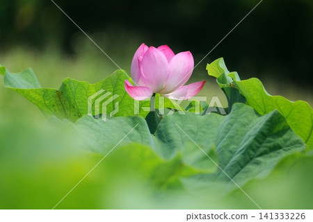 蓮花 1180401 蓮花 1180401 141333226