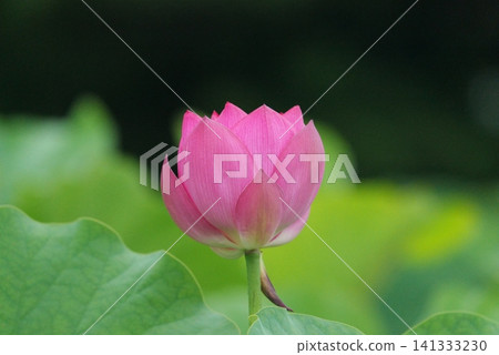 蓮花 1180449 蓮花 1180449 141333230
