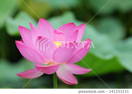 蓮花 1180453 蓮花 1180453 141333231