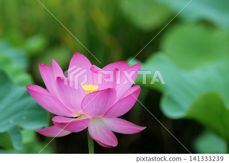 蓮花 1180528 蓮花 1180528 141333239