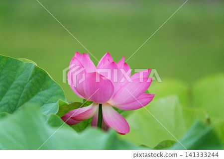 蓮花 1180559 蓮花 1180559 141333244