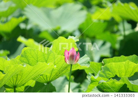 Lotus flower 1180429 Lotus flower 1180429 141333303