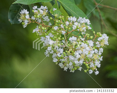 White flowers of the Lythraceae family Crape myrtle White flowers of the Lythraceae family Crape myrtle 141333332