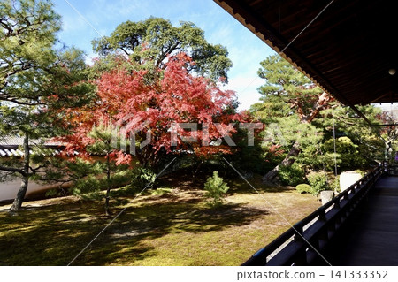 A view of vividly colored autumn leaves from the Hojo (abbot's quarters) of Shokokuji Temple, Kamigyo Ward, Kyoto City. A view of vividly colored autumn leaves from the Hojo (abbot's quarters) of Shokokuji Temple, Kamigyo Ward, Kyoto City. 141333352
