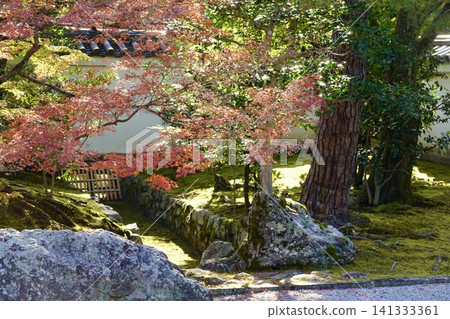 A view of vividly colored red autumn leaves from the Kaisando Hall of Shokokuji Temple, Kamigyo Ward, Kyoto City. A view of vividly colored red autumn leaves from the Kaisando Hall of Shokokuji Temple, Kamigyo Ward, Kyoto City. 141333361