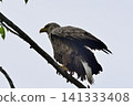 White-tailed eagle 141333408