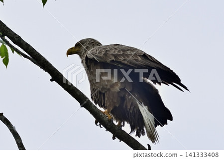 White-tailed eagle 141333408