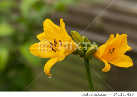 蝦夷萱草花開了。 蝦夷萱草花開了。 141333420
