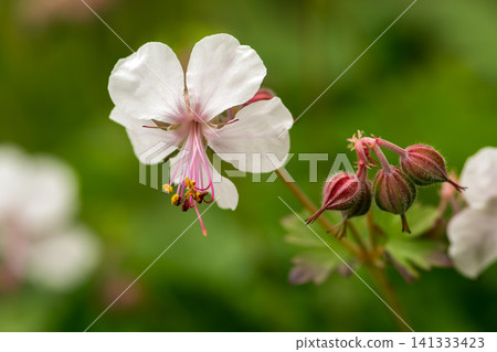 Geranium macrorhizum (white flower) Geranium macrorhizum (white flower) 141333423
