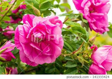 Large double-flowered Japanese rose Large double-flowered Japanese rose 141333424