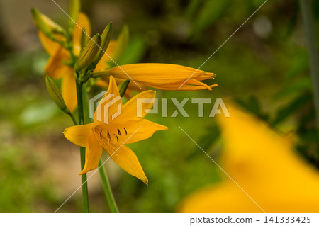 Flowering of Hemerocallis middendorffii Flowering of Hemerocallis middendorffii 141333425