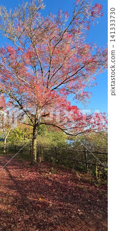 autumn season in the park autumn season in the park 141333730