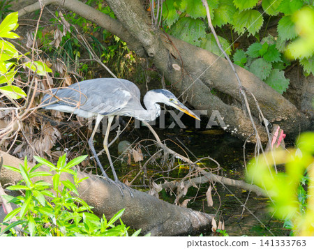 A grey heron stalks its prey in the shade of a tree. A grey heron stalks its prey in the shade of a tree. 141333763