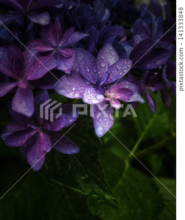 Purple hydrangeas, glistening with rain. Purple hydrangeas, glistening with rain. 141333848