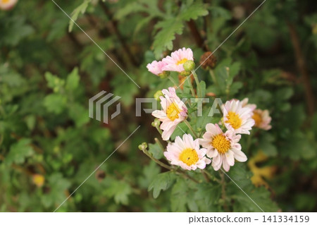 秋季花壇盛開著黃色的野生菊花。 141334159