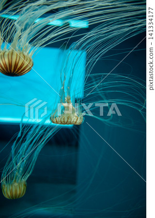 Long tentacle jellyfish floating in a blue aquarium 141334177