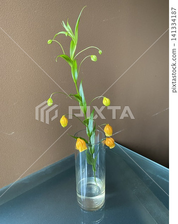 Cut flowers for machine learning: Sandersonia from Chiba Prefecture 141334187