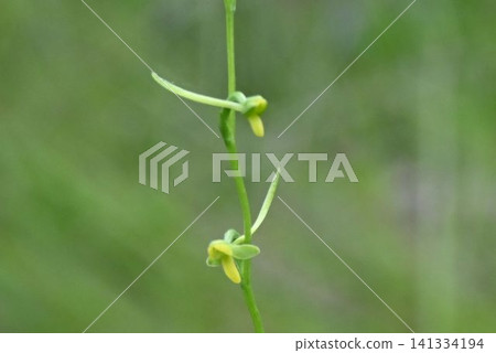 The beautiful Platanthera bifolia, with its long, extended spurs resembling dragonflies, was seen blooming in the wetlands of Takarazuka. The beautiful Platanthera bifolia, with its long, extended spurs resembling dragonflies, was seen blooming in the wetlands of Takarazuka. 141334194