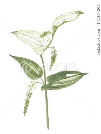 Watercolor painting of Hangesho (Saururus chinensis) Watercolor painting of Hangesho (Saururus chinensis) 141334206