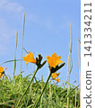 Ezokanzou 141334211