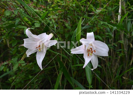Two beautiful white lilies blooming side by side in the bushes I saw on the mountain in Takarazuka. Two beautiful white lilies blooming side by side in the bushes I saw on the mountain in Takarazuka. 141334229