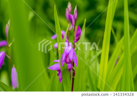 Purple of early summer Purple of early summer 141334328