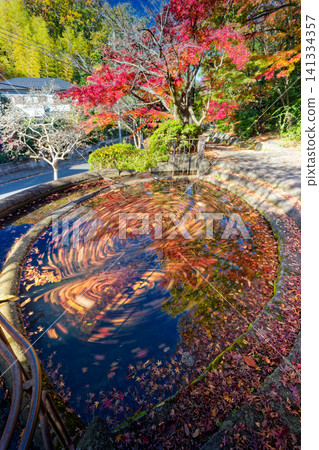 Autumn leaves on Sasabunen Road in Kohoku New Town 141334357