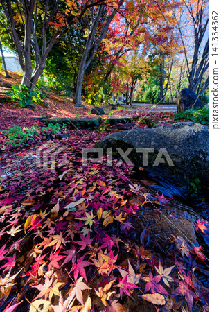 港北新城笹文年路的紅葉 港北新城笹文年路的紅葉 141334362