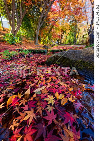 Autumn leaves on Sasabunen Road in Kohoku New Town Autumn leaves on Sasabunen Road in Kohoku New Town 141334363