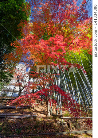 港北新城笹文年路的紅葉 港北新城笹文年路的紅葉 141334390