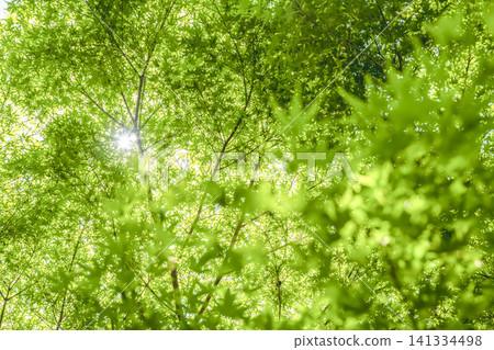 春天的生田綠地公園:陽光透過樹葉灑下,映照出鮮嫩的綠葉。 春天的生田綠地公園:陽光透過樹葉灑下,映照出鮮嫩的綠葉。 141334498