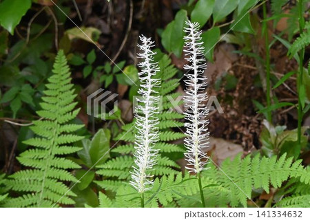 I saw two plants of *Sedum rubrotinctum* blooming side by side in the Mukogawa Gorge; their white flowers forming a brush-like inflorescence were beautiful. I saw two plants of *Sedum rubrotinctum* blooming side by side in the Mukogawa Gorge; their white flowers forming a brush-like inflorescence were beautiful. 141334632