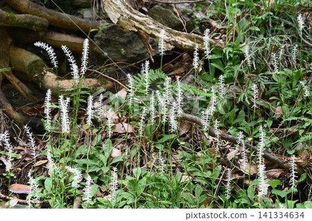 在六甲山的山坡上,可以看到美麗的白色刷狀景天屬植物(*Sedum rubrotinctum*)的花序。 在六甲山的山坡上,可以看到美麗的白色刷狀景天屬植物(*Sedum rubrotinctum*)的花序。 141334634