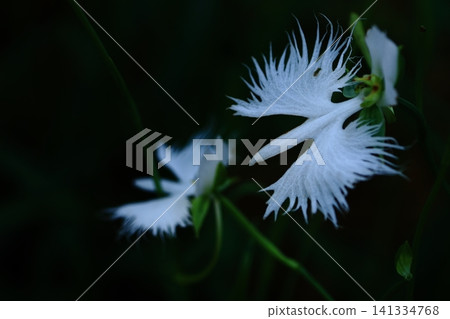 Flying white egret Flying white egret 141334768