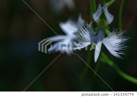 Flying white egret 141334774