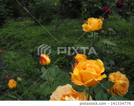 Bright yellow roses blooming in a lush garden. 141334776